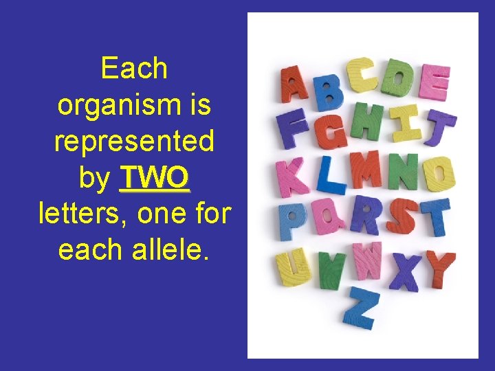 Each organism is represented by TWO letters, one for each allele. 