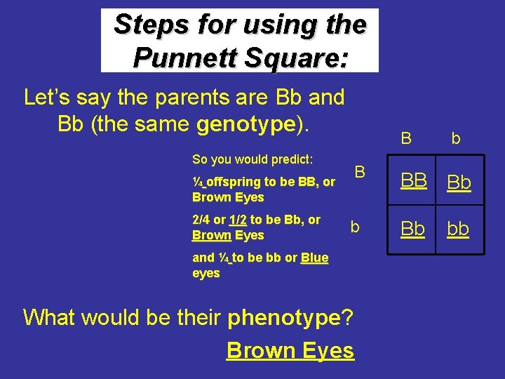 Steps for using the Punnett Square: Let’s say the parents are Bb and Bb