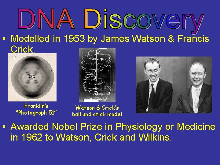  • Modelled in 1953 by James Watson & Francis Crick. Franklin’s “Photograph 51”