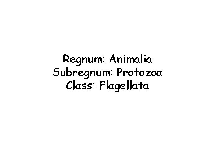 Regnum: Animalia Subregnum: Protozoa Class: Flagellata 