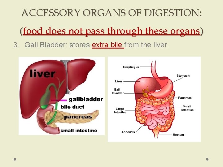 ACCESSORY ORGANS OF DIGESTION: (food does not pass through these organs) 3. Gall Bladder: ACCESSORY ORGANS OF DIGESTION: (food does not pass through these organs) 3. Gall Bladder: