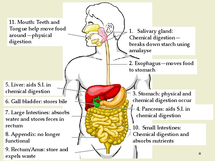 11. Mouth: Teeth and Tongue help move food around—physical digestion 1. Salivary gland: Chemical 11. Mouth: Teeth and Tongue help move food around—physical digestion 1. Salivary gland: Chemical