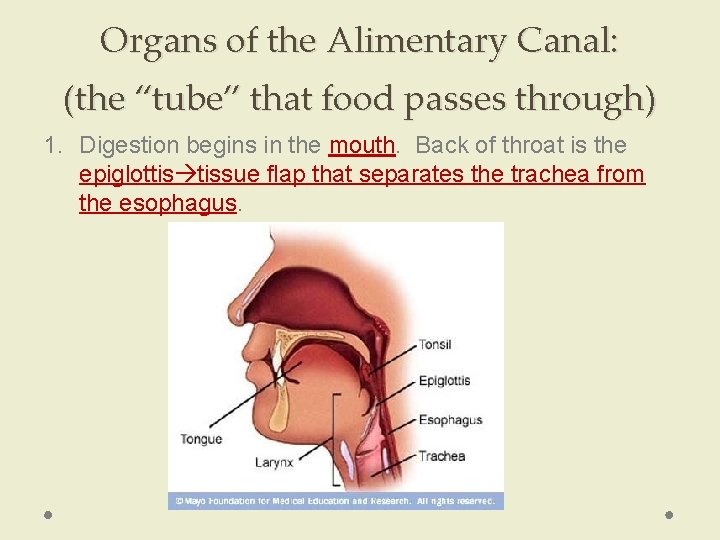 Organs of the Alimentary Canal: (the “tube” that food passes through) 1. Digestion begins Organs of the Alimentary Canal: (the “tube” that food passes through) 1. Digestion begins