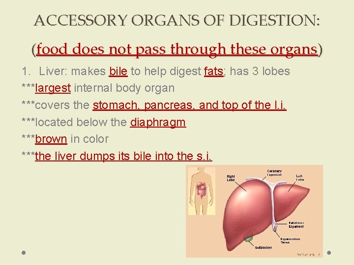 ACCESSORY ORGANS OF DIGESTION: (food does not pass through these organs) 1. Liver: makes ACCESSORY ORGANS OF DIGESTION: (food does not pass through these organs) 1. Liver: makes