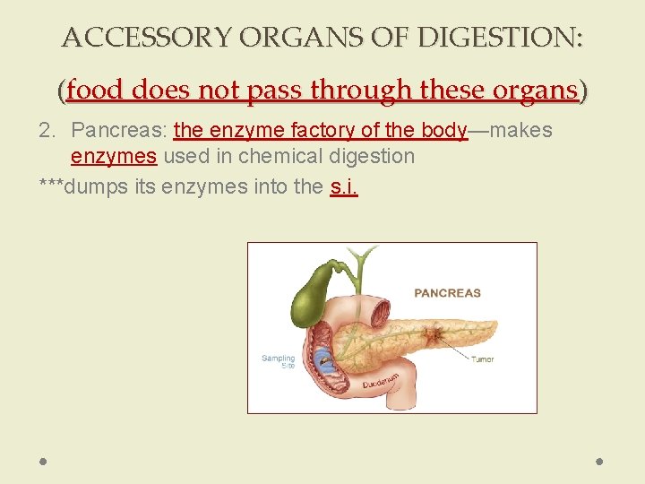 ACCESSORY ORGANS OF DIGESTION: (food does not pass through these organs) 2. Pancreas: the ACCESSORY ORGANS OF DIGESTION: (food does not pass through these organs) 2. Pancreas: the