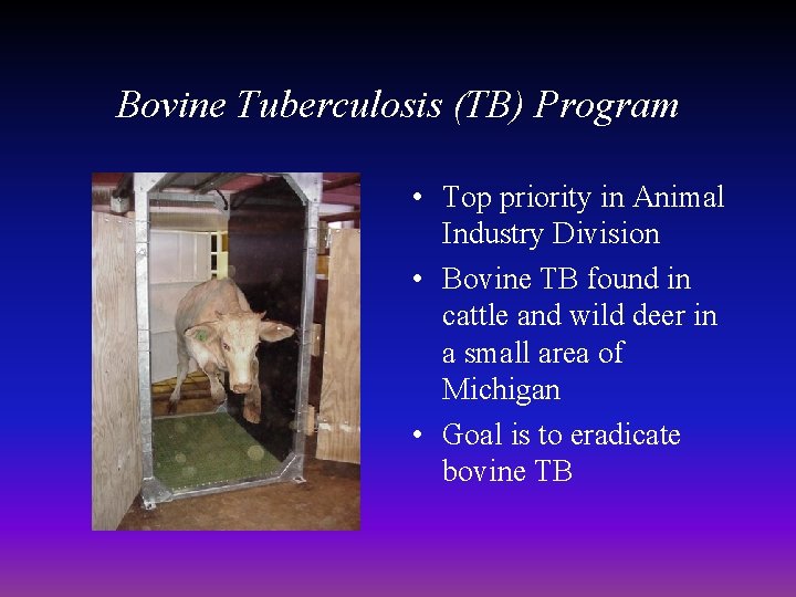 Bovine Tuberculosis (TB) Program • Top priority in Animal Industry Division • Bovine TB