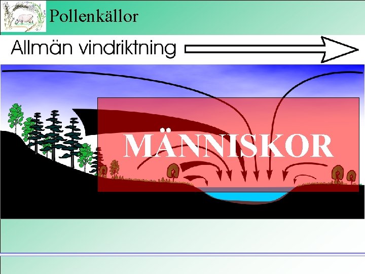 Pollenkällor MÄNNISKOR “Pollenregn” omblandning Bottensediment 