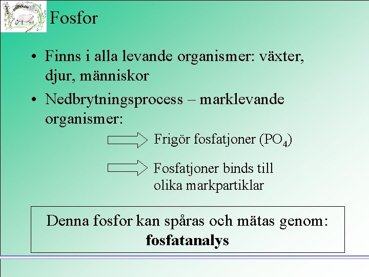 Fosfor • Finns i alla levande organismer: växter, djur, människor • Nedbrytningsprocess – marklevande