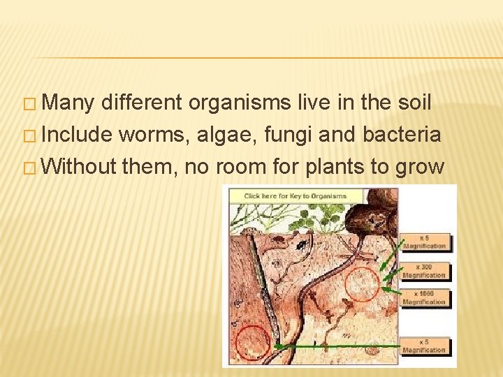 � Many different organisms live in the soil � Include worms, algae, fungi and