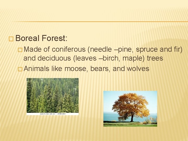 � Boreal Forest: � Made of coniferous (needle –pine, spruce and fir) and deciduous