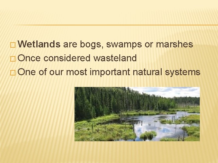 � Wetlands are bogs, swamps or marshes � Once considered wasteland � One of