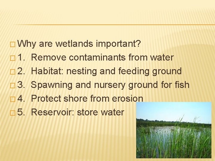 � Why � 1. � 2. � 3. � 4. � 5. are wetlands