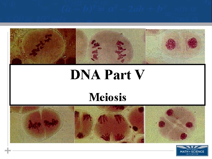 DNA Part V Meiosis 