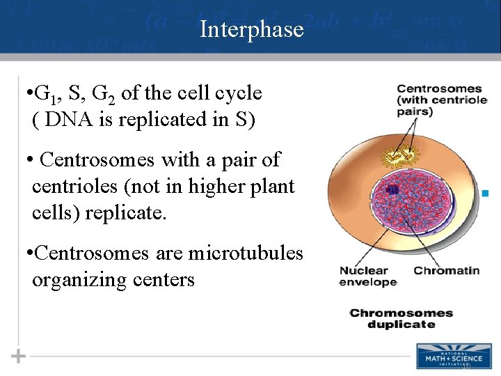 Interphase • G 1, S, G 2 of the cell cycle ( DNA is