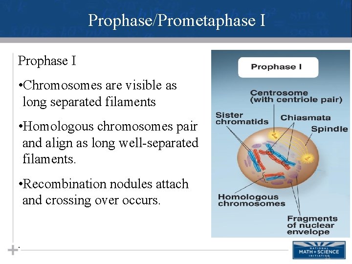 Prophase/Prometaphase I Prophase I • Chromosomes are visible as long separated filaments • Homologous