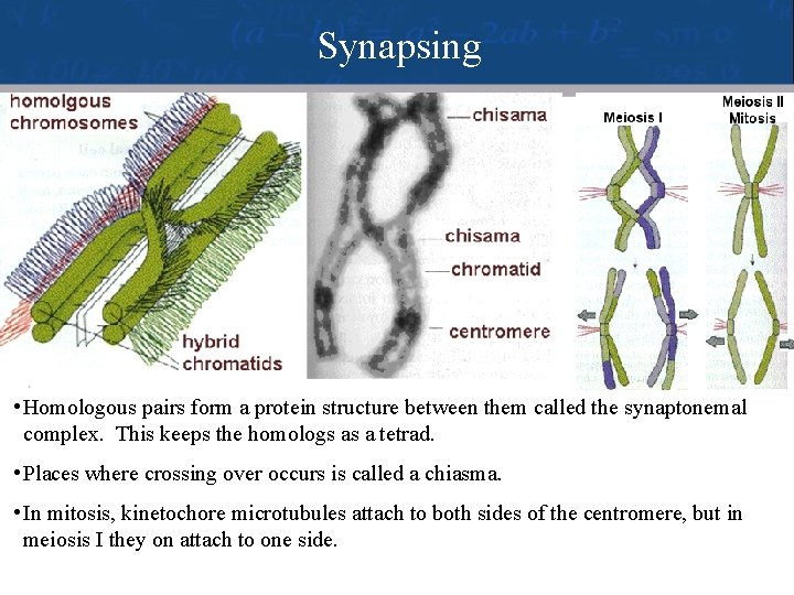 Synapsing • Homologous pairs form a protein structure between them called the synaptonemal complex.