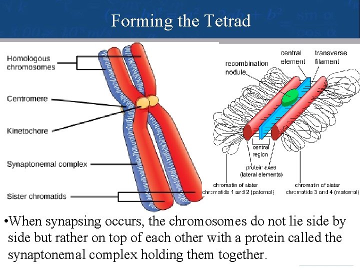 Forming the Tetrad • When synapsing occurs, the chromosomes do not lie side by