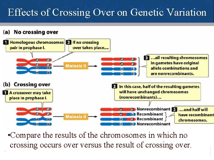 Effects of Crossing Over on Genetic Variation • Compare the results of the chromosomes