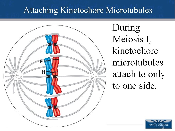 Attaching Kinetochore Microtubules During Meiosis I, kinetochore microtubules attach to only to one side.