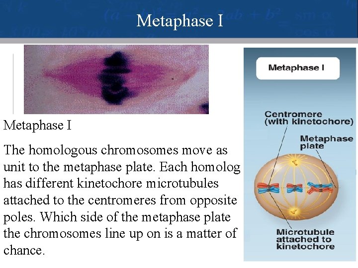 Metaphase I The homologous chromosomes move as unit to the metaphase plate. Each homolog