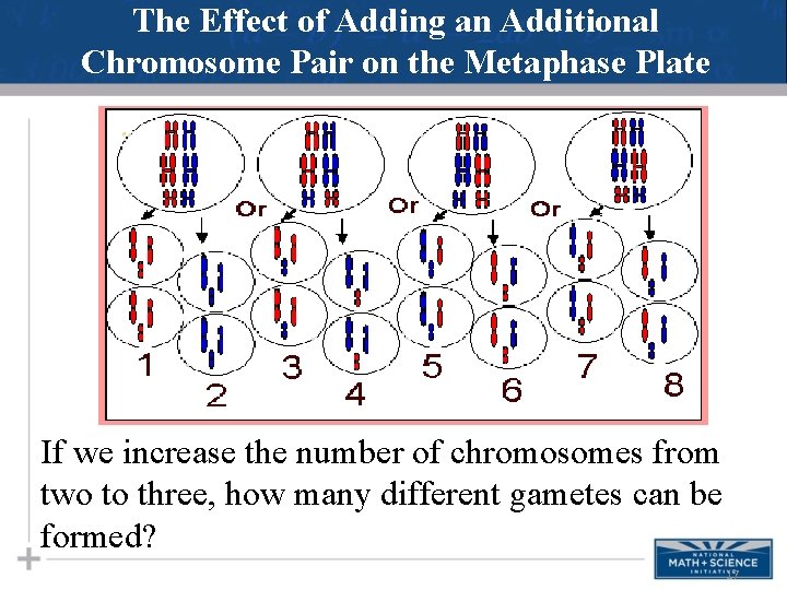 The Effect of Adding an Additional Chromosome Pair on the Metaphase Plate If we