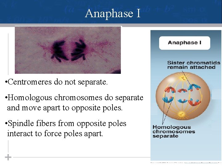 Anaphase I • Centromeres do not separate. • Homologous chromosomes do separate and move
