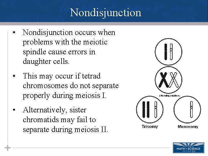 Nondisjunction • Nondisjunction occurs when problems with the meiotic spindle cause errors in daughter