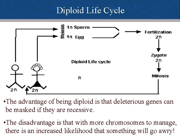 Diploid Life Cycle • The advantage of being diploid is that deleterious genes can