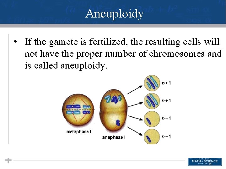 Aneuploidy • If the gamete is fertilized, the resulting cells will not have the