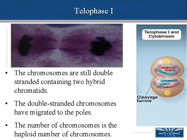 Telophase I • The chromosomes are still double stranded containing two hybrid chromatids. •