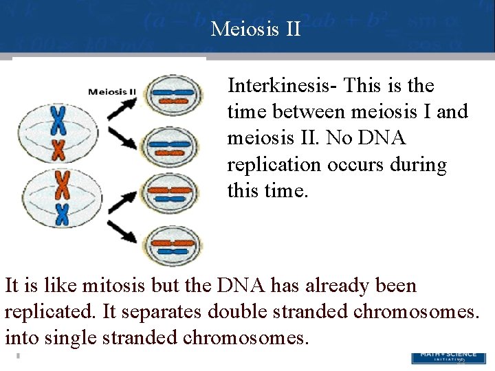 Meiosis II Interkinesis- This is the time between meiosis I and meiosis II. No