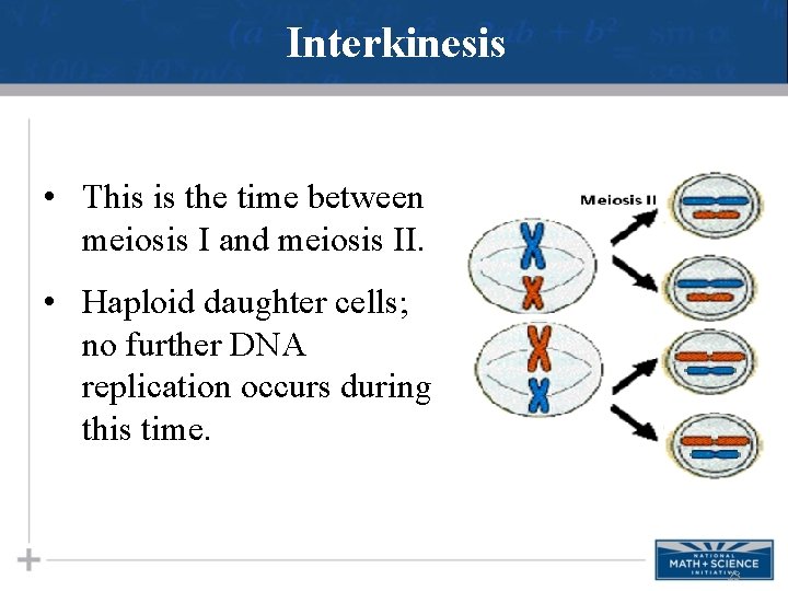 Interkinesis • This is the time between meiosis I and meiosis II. • Haploid