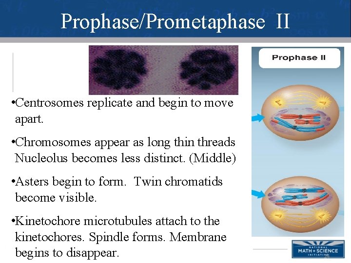Prophase/Prometaphase II • Centrosomes replicate and begin to move apart. • Chromosomes appear as