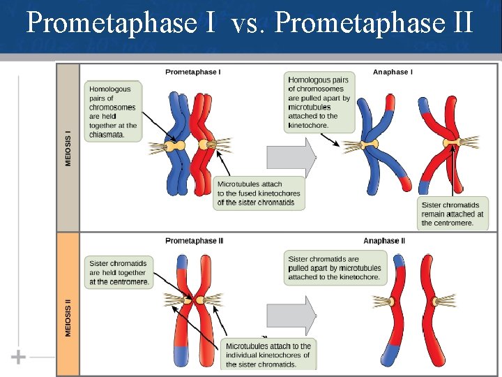 Prometaphase I vs. Prometaphase II 25 