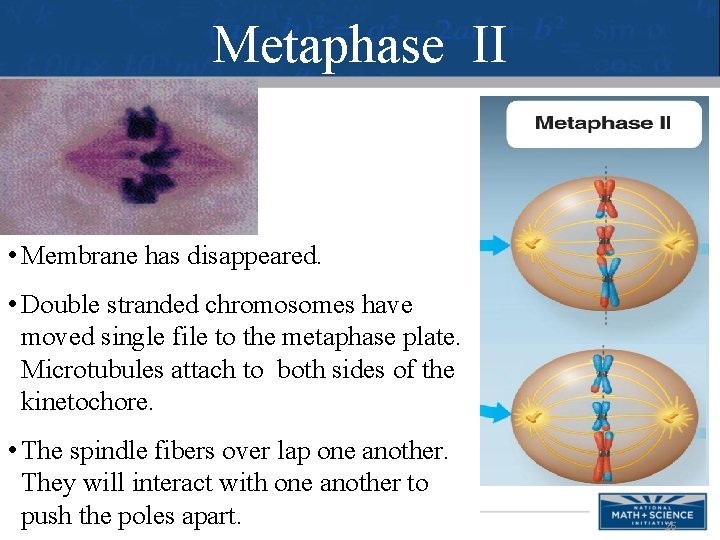 Metaphase II • Membrane has disappeared. • Double stranded chromosomes have moved single file