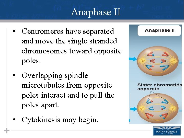 Anaphase II • Centromeres have separated and move the single stranded chromosomes toward opposite
