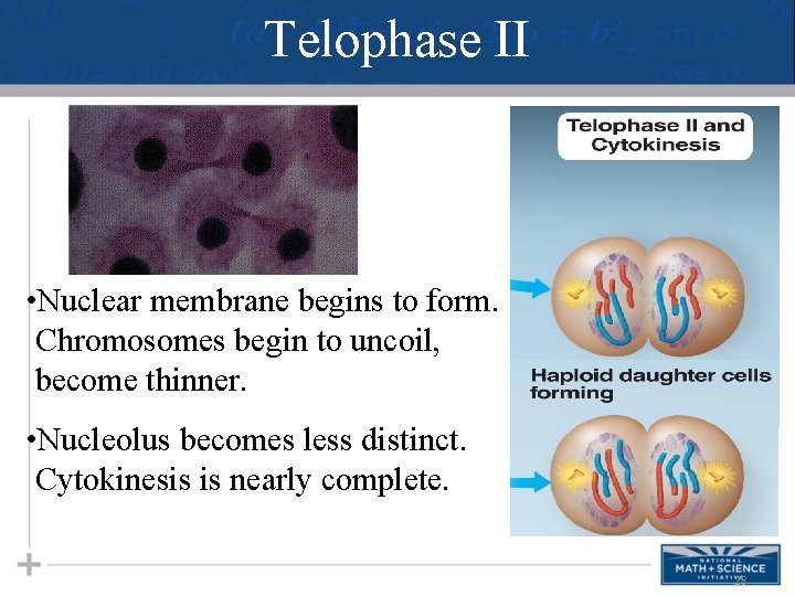 Telophase II • Nuclear membrane begins to form. Chromosomes begin to uncoil, become thinner.