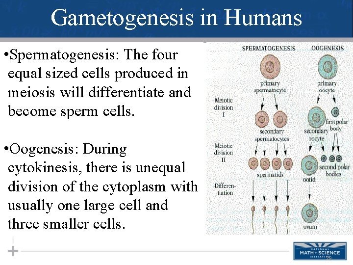 Gametogenesis in Humans • Spermatogenesis: The four equal sized cells produced in meiosis will