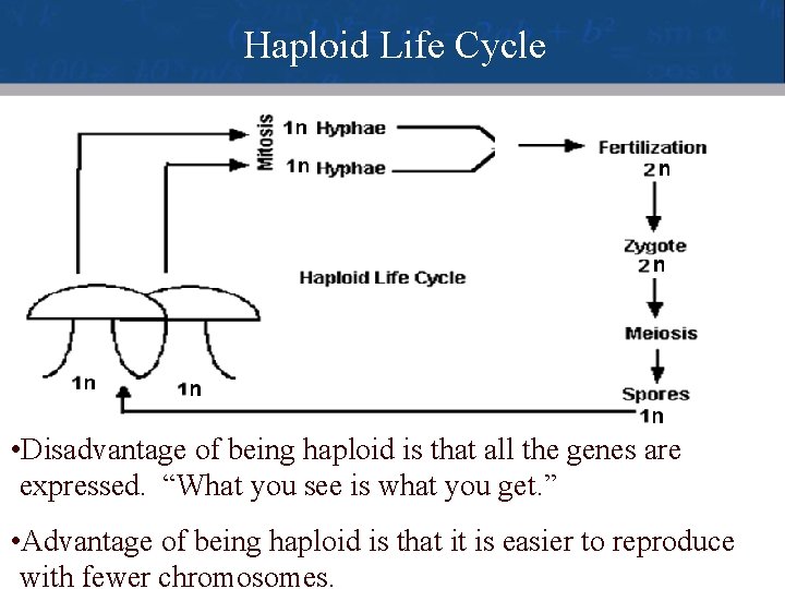 Haploid Life Cycle • Disadvantage of being haploid is that all the genes are