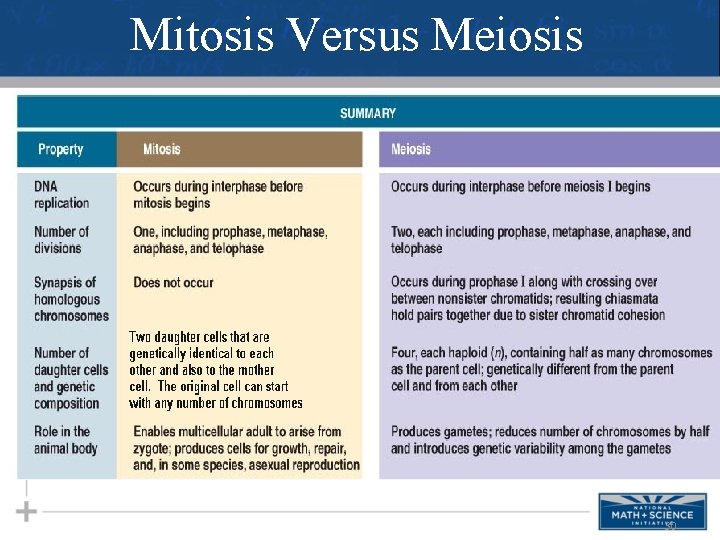 Mitosis Versus Meiosis 30 