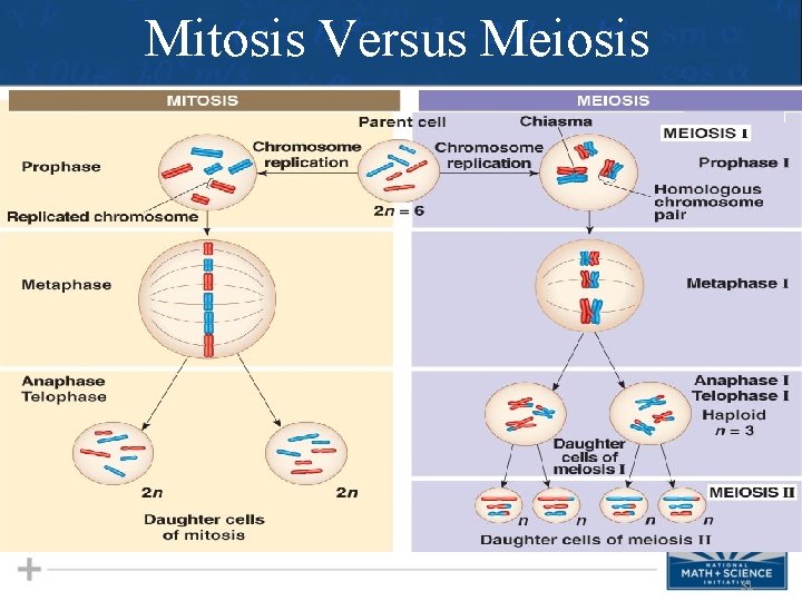 Mitosis Versus Meiosis 31 