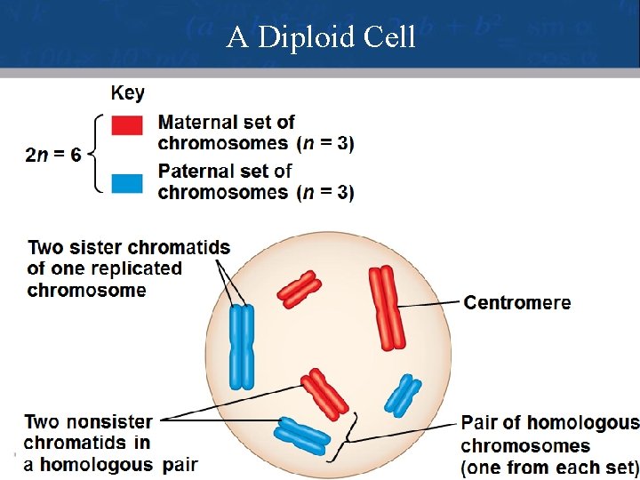A Diploid Cell 4 