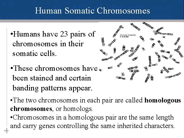 Human Somatic Chromosomes • Humans have 23 pairs of chromosomes in their somatic cells.