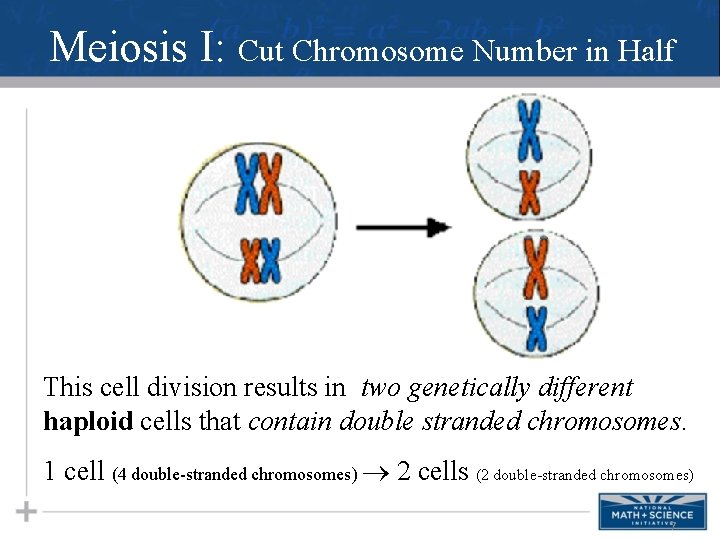 Meiosis I: Cut Chromosome Number in Half This cell division results in two genetically
