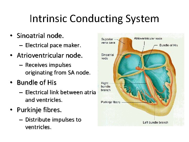 Intrinsic Conducting System • Sinoatrial node. – Electrical pace maker. • Atrioventricular node. –