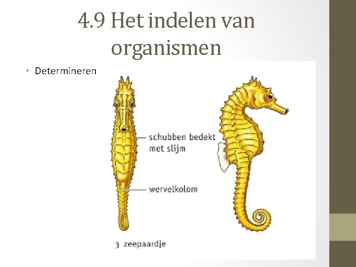 4. 9 Het indelen van organismen • Determineren 