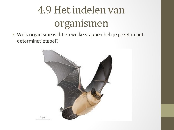 4. 9 Het indelen van organismen • Welk organisme is dit en welke stappen