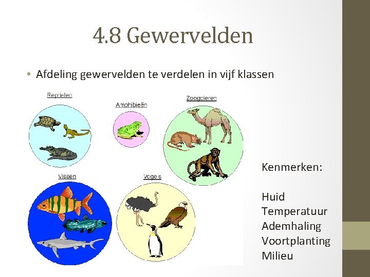 4. 8 Gewervelden • Afdeling gewervelden te verdelen in vijf klassen Kenmerken: Huid Temperatuur