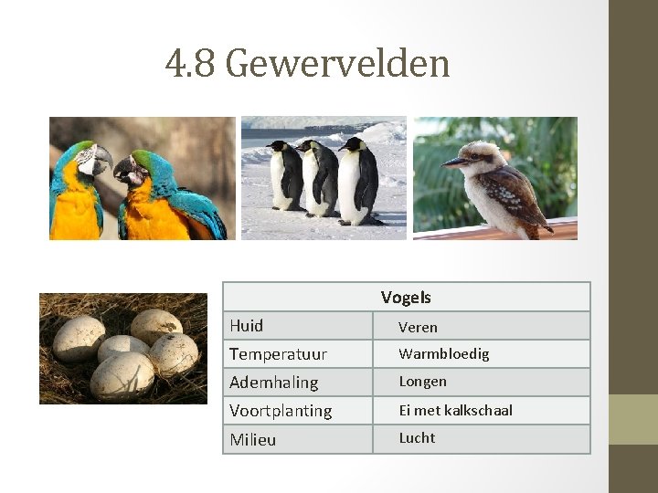 4. 8 Gewervelden Vogels Huid Veren Temperatuur Warmbloedig Ademhaling Longen Voortplanting Ei met kalkschaal