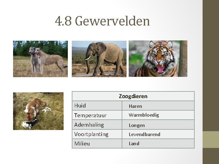 4. 8 Gewervelden Zoogdieren Huid Haren Temperatuur Warmbloedig Ademhaling Longen Voortplanting Levendbarend Milieu Land